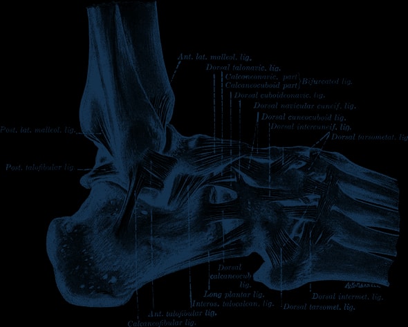 Engraving of the ankle and foot from the outer side, showing the lateral ligaments.