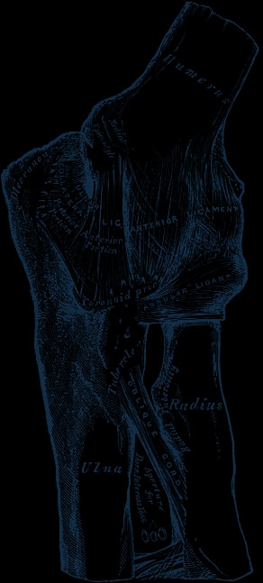 Engraving of the left elbow joint from the front and inner side, showing its ligaments between humerus, ulna and radius.