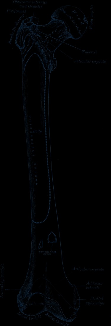 Engraving of the right femur, front view, from the femoral head to the knee.