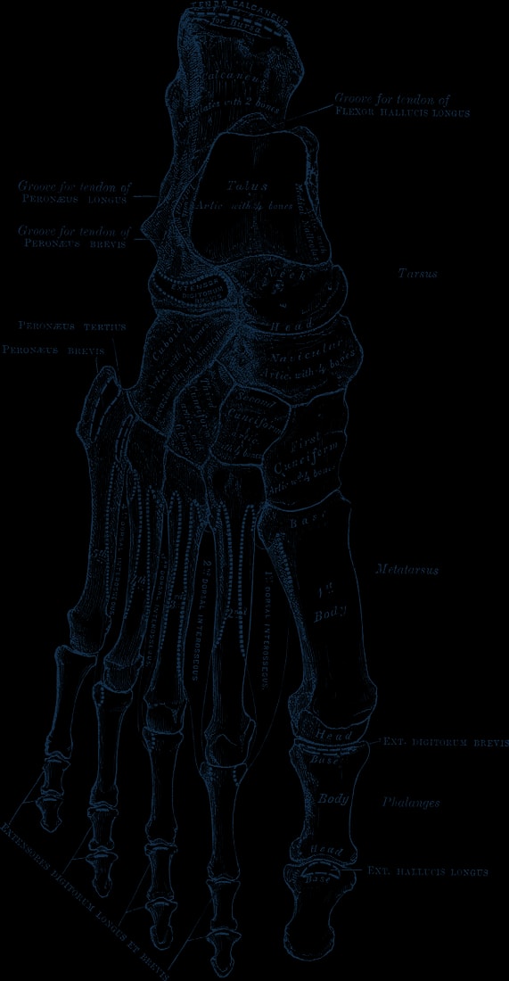 Engraving of the bones of the right foot seen from above, from the ankle to the toes.
