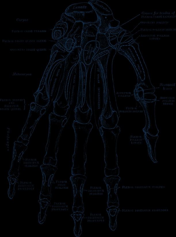 Engraving of the bones of the left hand and wrist, palm side, with the muscle attachments labeled.