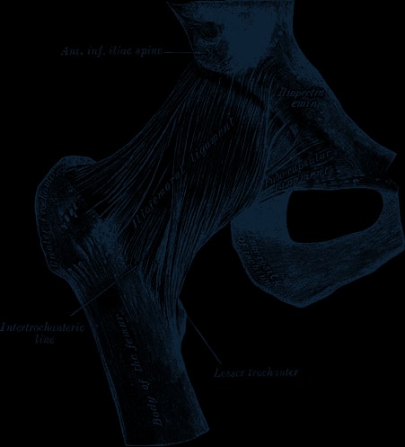 Engraving of the right hip joint from the front, showing the iliofemoral ligament over the femoral neck.
