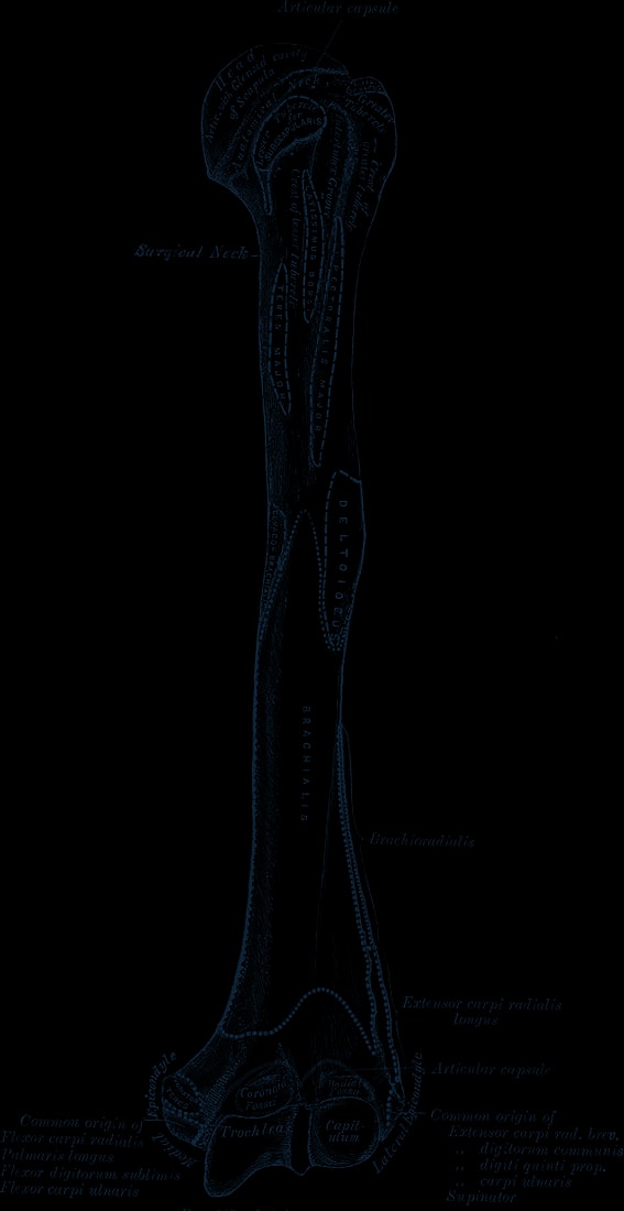 Engraving of the left humerus, front view, from the shoulder to the elbow.