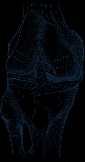 Engraving of the right knee joint opened from the front, showing the cruciate ligaments and menisci between femur and tibia.