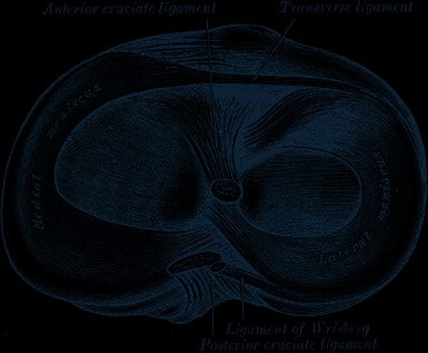 Engraving of the top of the tibia showing the medial and lateral menisci and the cruciate ligament attachments.