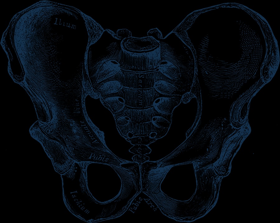Engraving of the pelvis from the front, showing the ilium, sacrum, pubis and hip sockets.