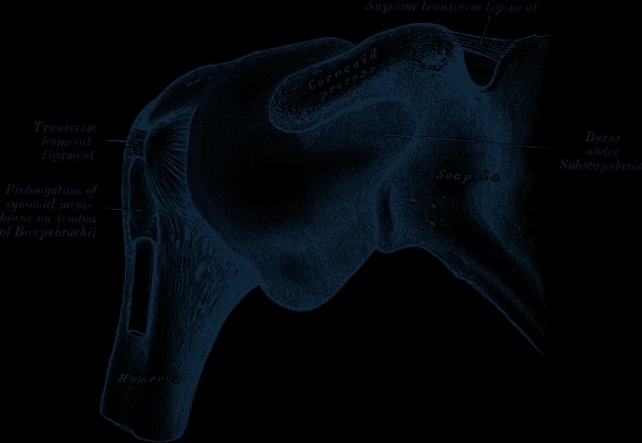 Engraving of the shoulder joint capsule, distended, seen from the front.