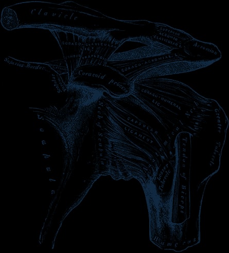 Engraving of the left shoulder showing the clavicle, acromion, coracoid process and the ligaments of the scapula.