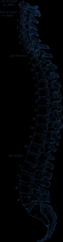 Engraving of the vertebral column in side view, showing the cervical, thoracic, lumbar and sacral curves.