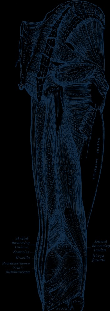 Engraving of the muscles of the buttock and back of the thigh, including the hamstrings.